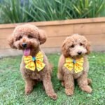 Supplied_Burrito_Bobby-1