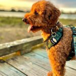 Supplied_Burrito_cropped