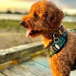 Supplied_Burrito_feature