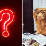 AskAnExpert_Montage-218×150