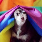 RainbowDog_alexander-grey_1065_662