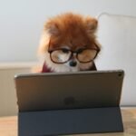 cookie-the-pom-gySMaocSdqs-unsplash-1024×683