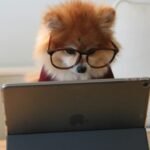 cookie-the-pom-gySMaocSdqs-unsplash-324×400