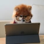 cookie-the-pom-gySMaocSdqs-unsplash-768×512