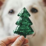 Sequin Christmas tree held in front of dog’s face